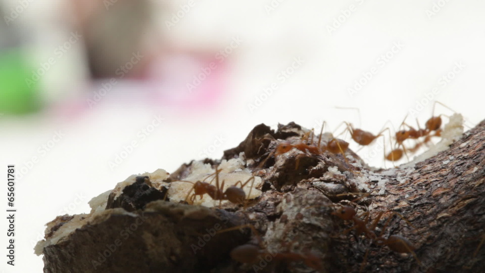 Red ants run on a tree trunk, macroshooting