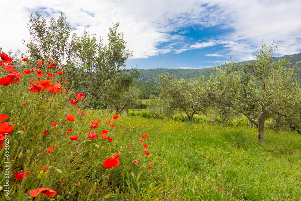 Fototapeta premium Red poppy and olive tree groew.