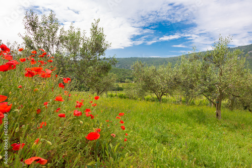 Fototapeta Naklejka Na Ścianę i Meble -  Red poppy and olive tree groew.