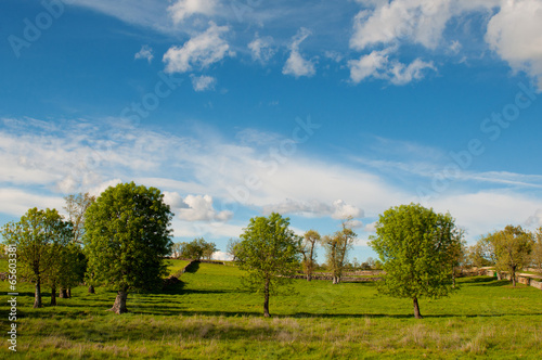 Green meadows. Rural landscape
