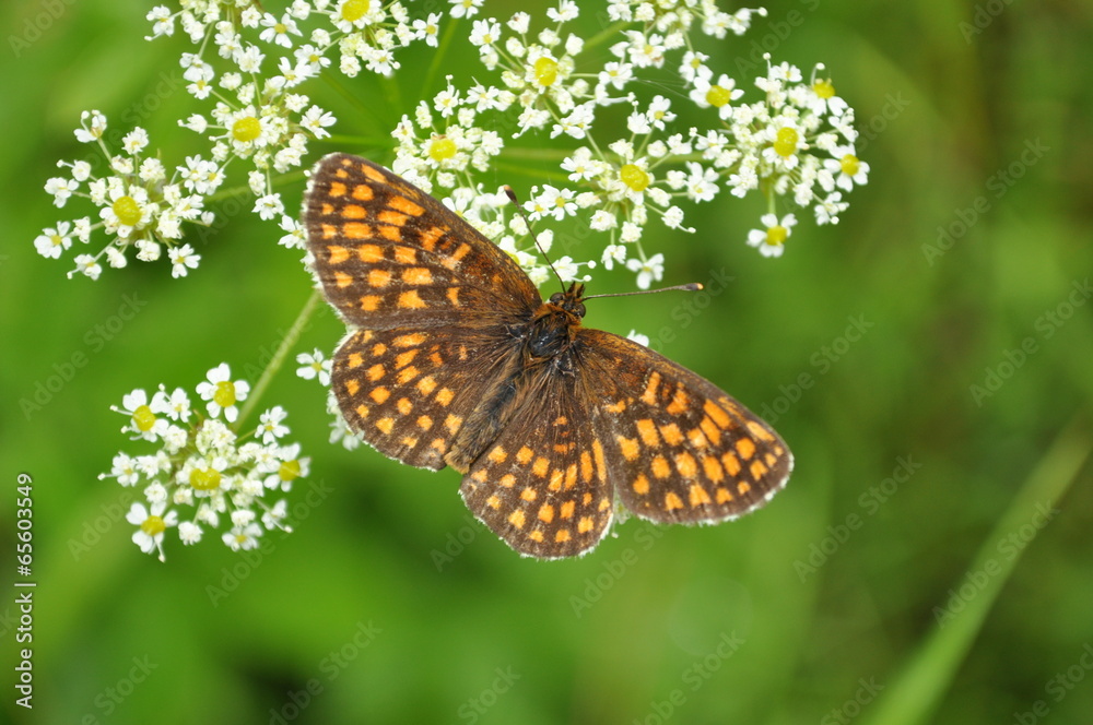 Glanville Fritillary, Melitaea cinxia