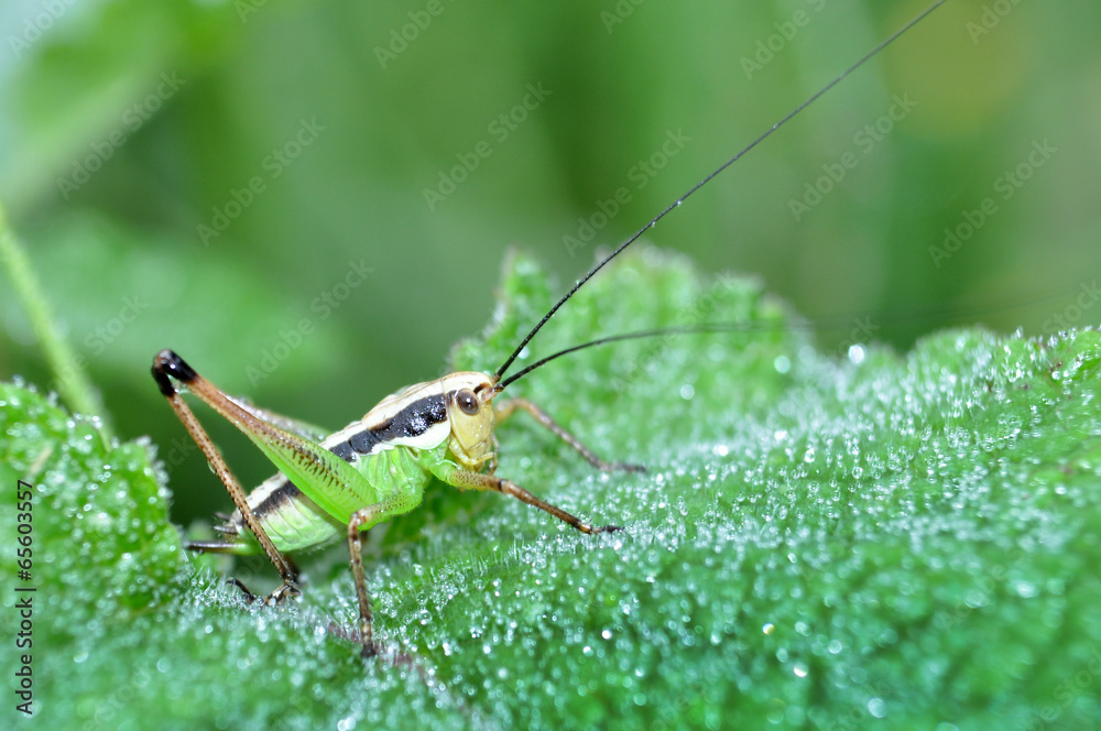 Grasshopper perching on a leaf Grasshopper perching on a leaf