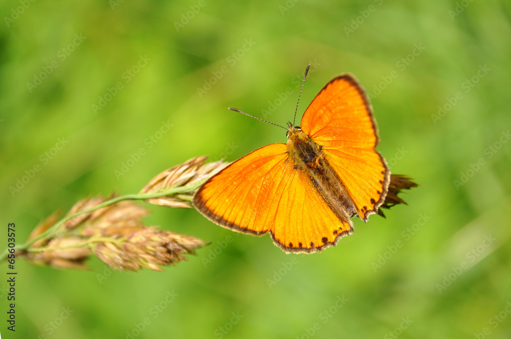 red butterfly Scarce Copper, Lycaena virgaureae red butterfly Scarce Copper, Lycaena virgaureae