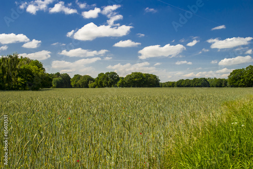 Field and Trees