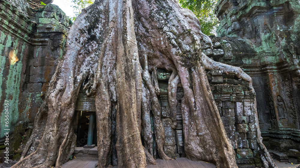 Ancient ruins and tree roots, Ta Prohm temple