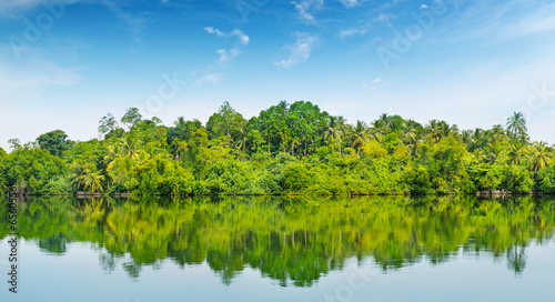 mangroves on the bank of the river