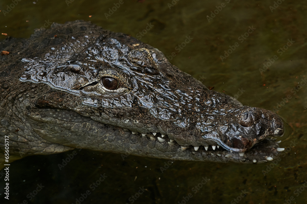 West African crocodile (crocodylus suchus) West African crocodile (crocodylus suchus)