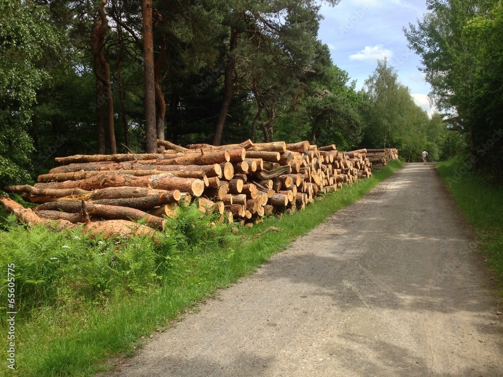 Spaziergang durch die Haard in NRW