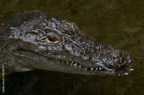 West African crocodile (crocodylus suchus)