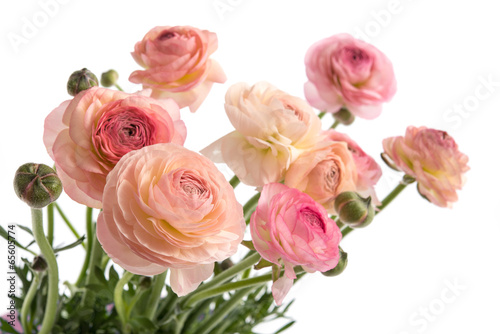 Fototapeta Naklejka Na Ścianę i Meble -  Rosa Ranunkel