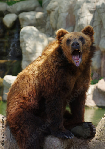 bear Kamchatka 5
