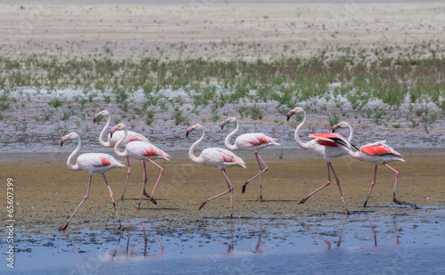 Flamingos in der Camargue - Südfrankreich