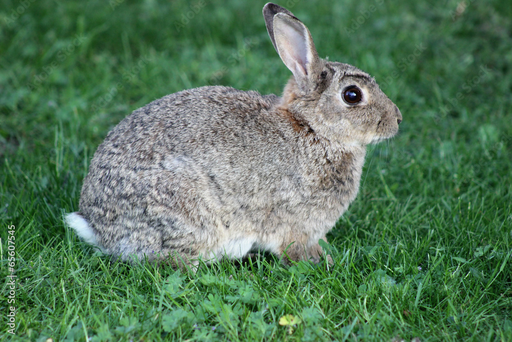 Fototapeta premium Wildkaninchen