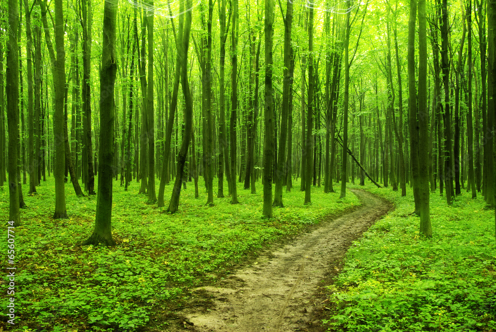 forest forest