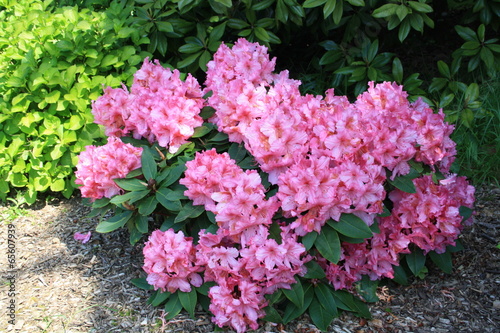 Fotografie les rhododendrons