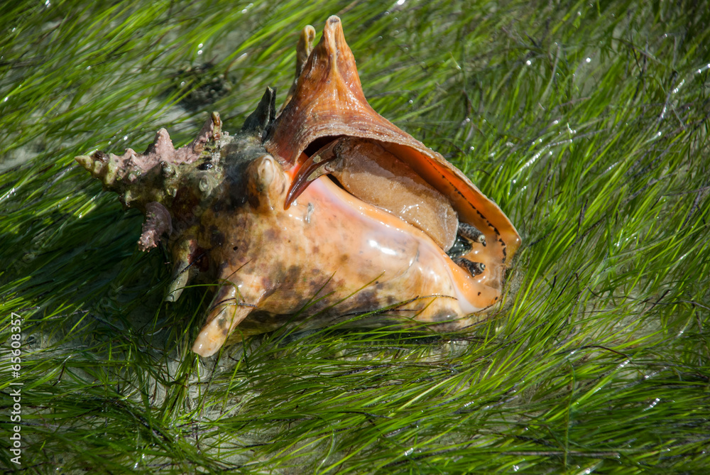 Conch in Sea Grass
