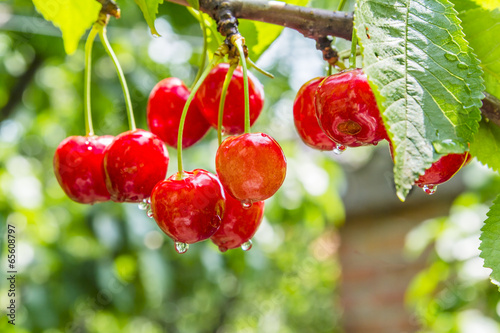 Cherry red berries on a tree branch with water drops