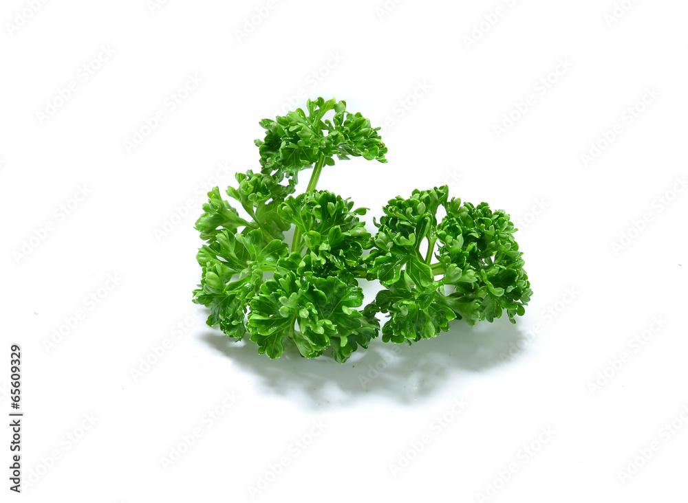Bunch of fresh green curly parsley. Isolated on white background Bunch of fresh green curly parsley. Isolated on white background