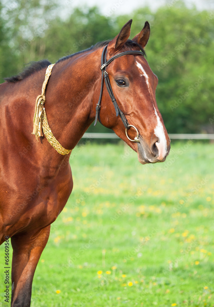 Obraz premium Portrait of bay Akhal teke horse