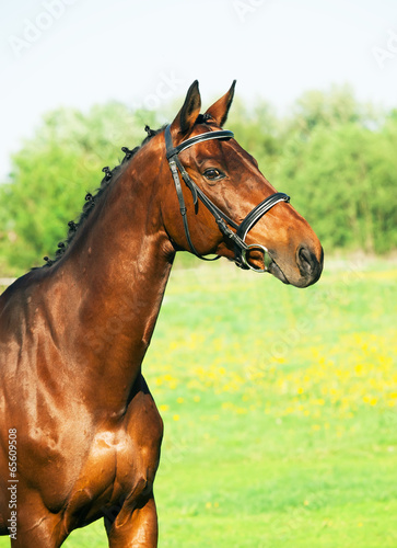 portrait of bay sportive horse