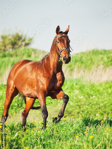 Running  bay sportive horse in the spring meadow © anakondasp