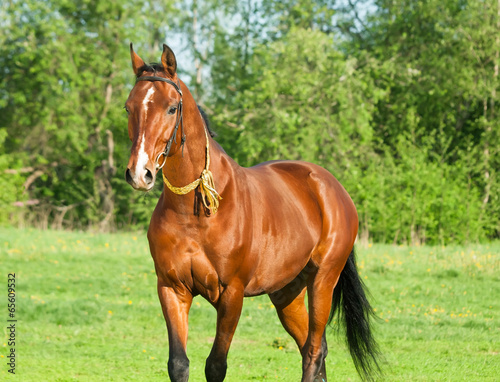 Akhal teke horse in the spring meadow