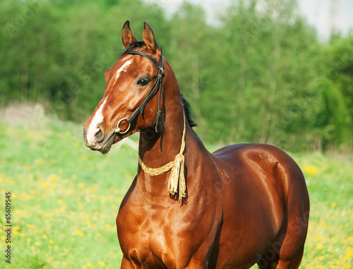 Portrait of  Akhal teke horse