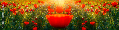 panorama-laki-pelnej-kwiatow-maku