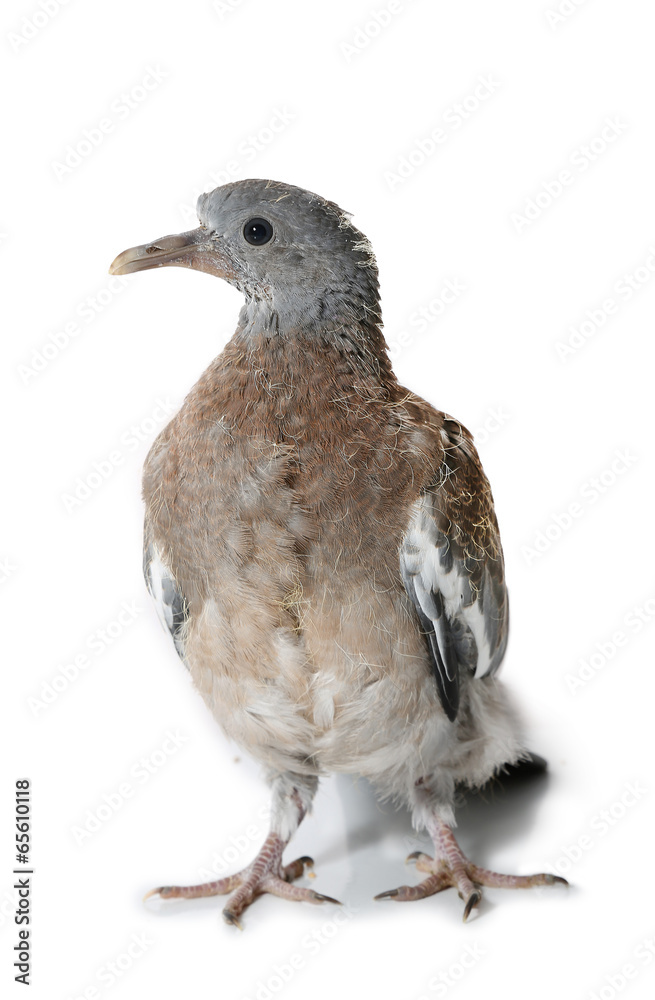 bébé pigeon bébé pigeon