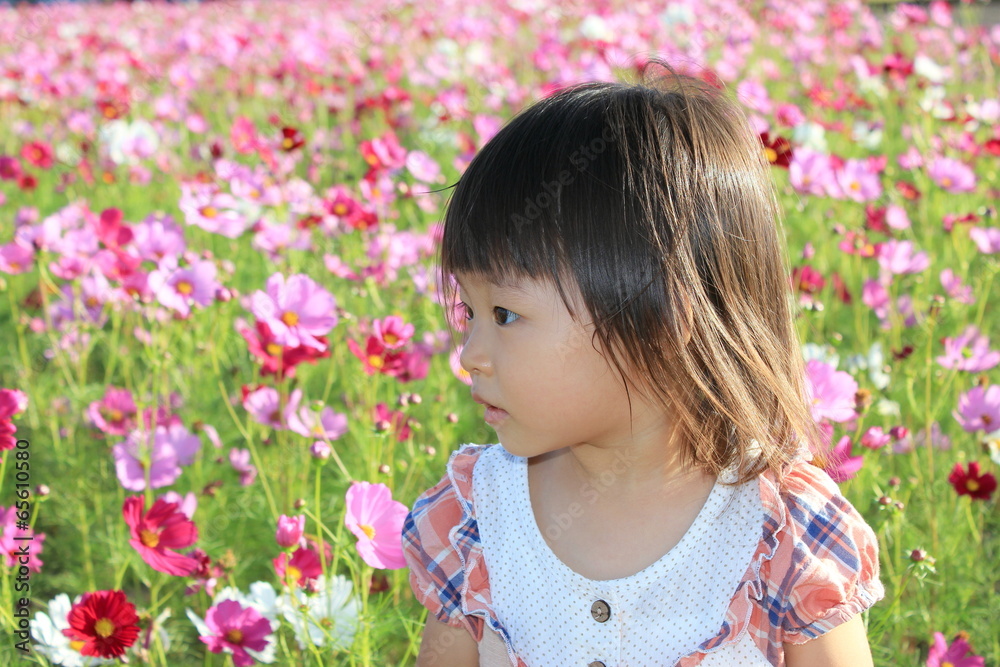 コスモス畑と子供 コスモス畑と子供