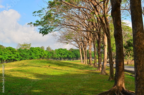 Nature in Public Park