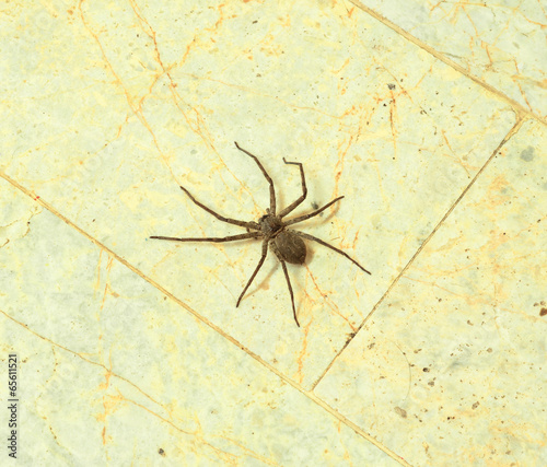 Fotografía Spider