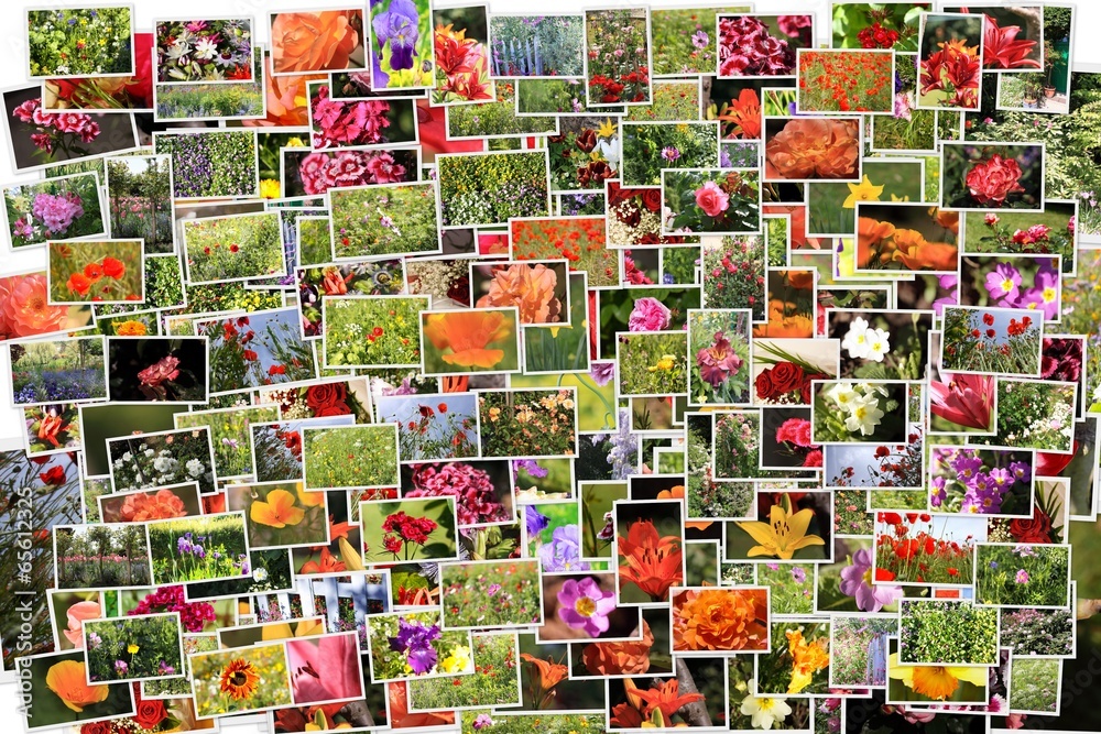 collage de nombreuses photographies de fleurs