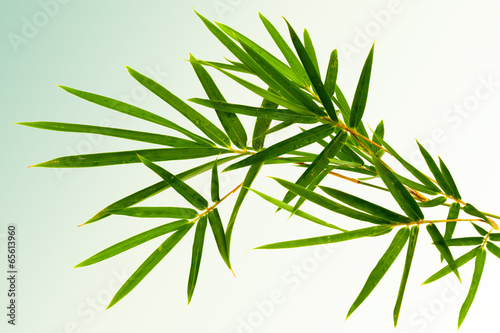 feuilles de bambou