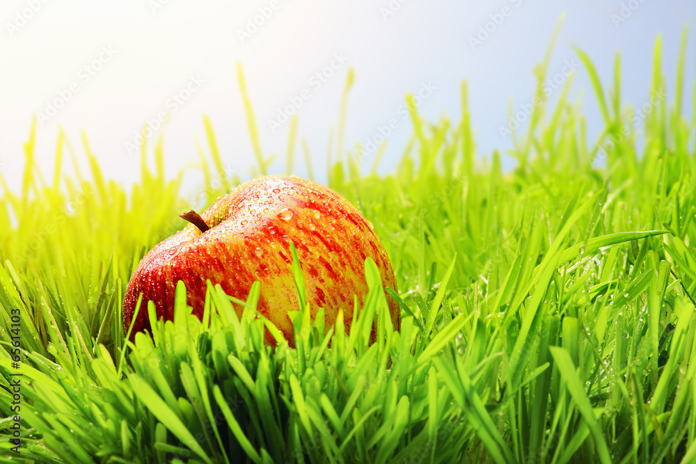 red apple on green grass red apple on green grass