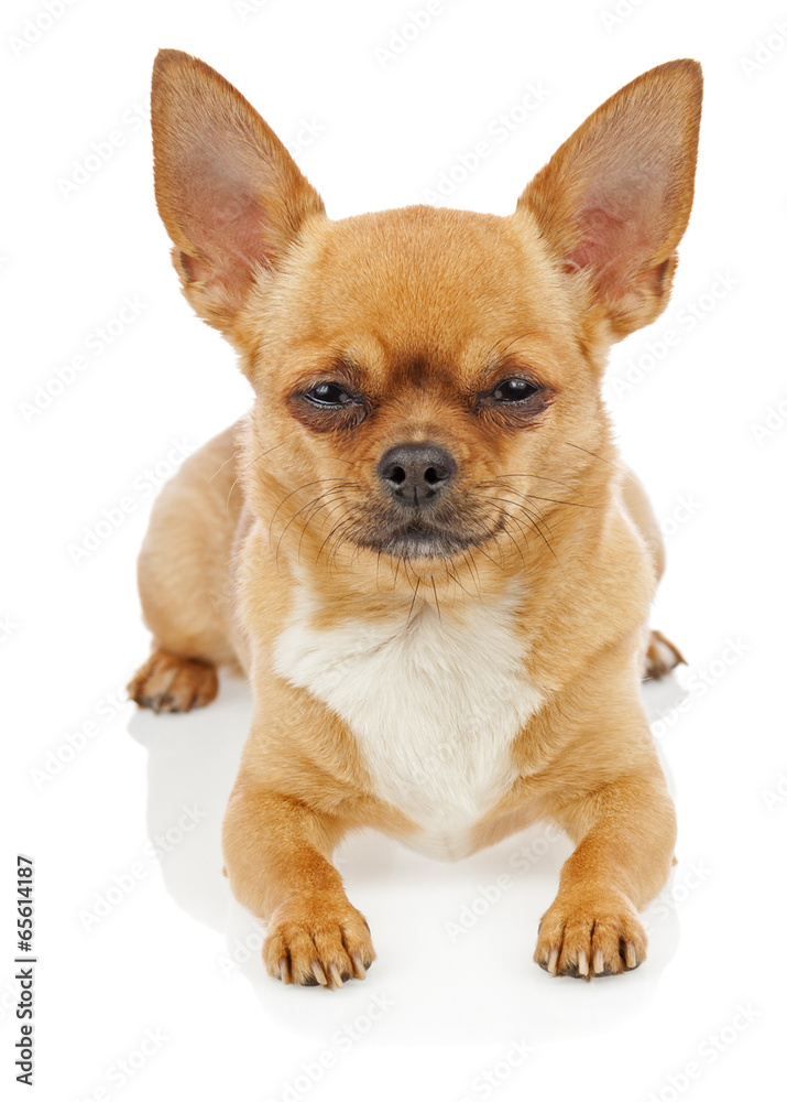 Obraz premium Chihuahua dog isolated on white background.