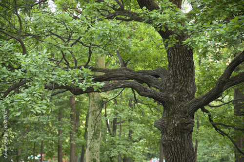 Branch of oak