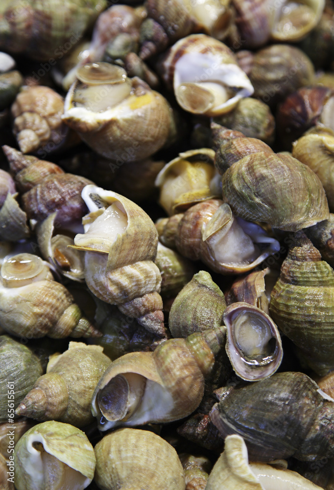 wellhornschnecke wellhornschnecke