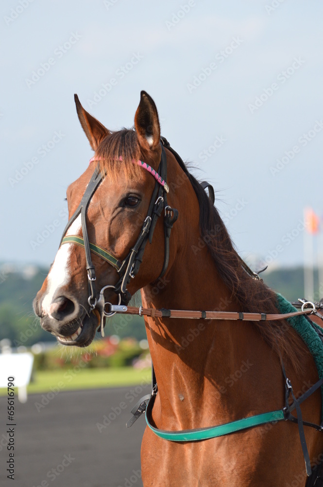 Obraz premium trotteur