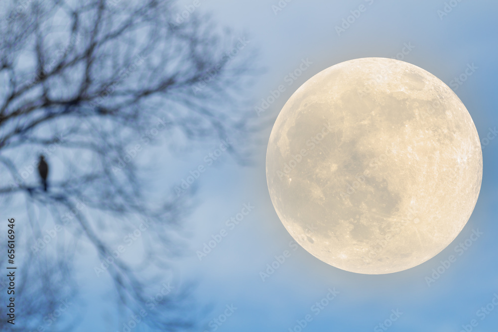 Obraz premium Moon beside the de-focused tree and a raven on it.