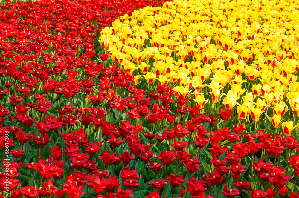 Beautiful red and yellow tulips. Nature background.