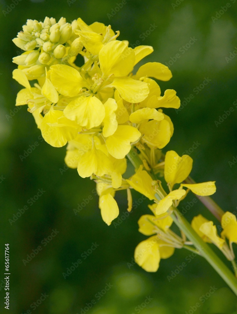 yellow flowers of harlock yellow flowers of harlock