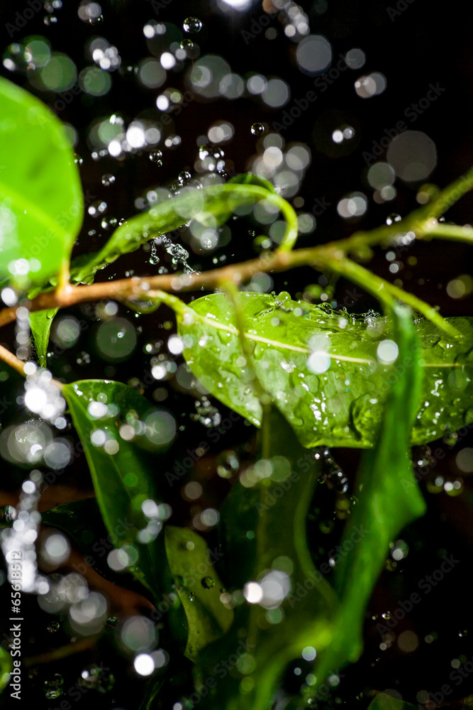Drops of water in an air over plant Drops of water in an air over plant