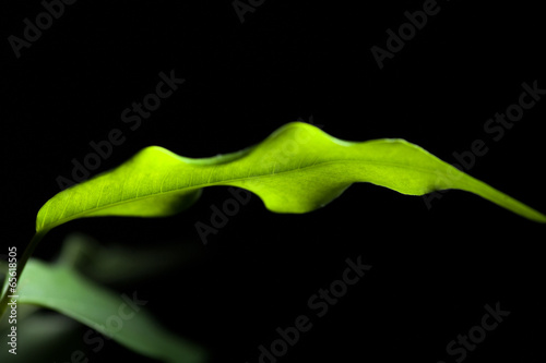 Bright fresh green leave in a dark