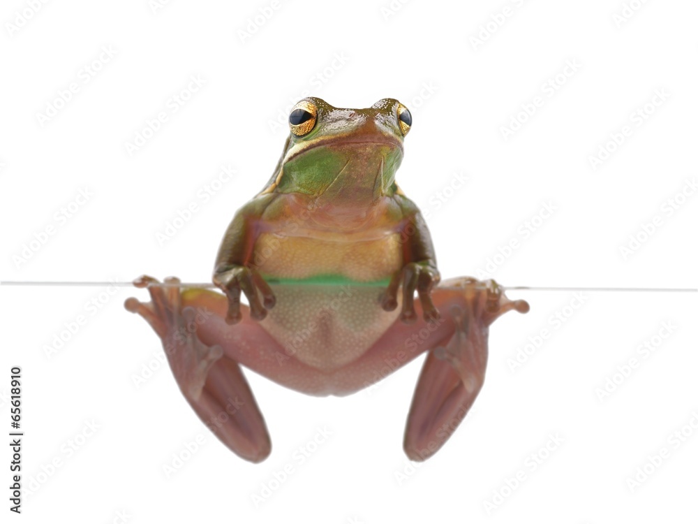 Fototapeta premium Tree frog (litoria infrafrenata), climbing on the glass