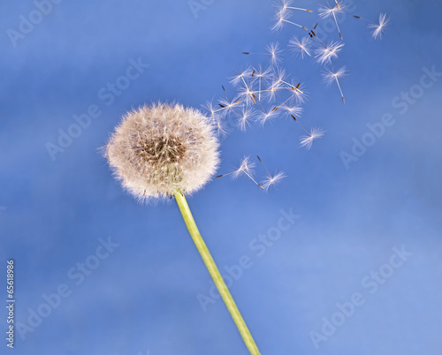 Dandelion clock seeds blow in the air - light. Blue sky backgrou
