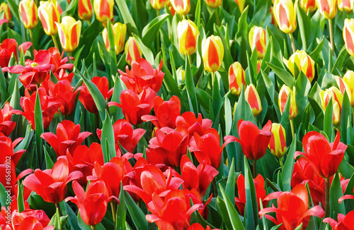 Spring red and yellow tulips close-up.