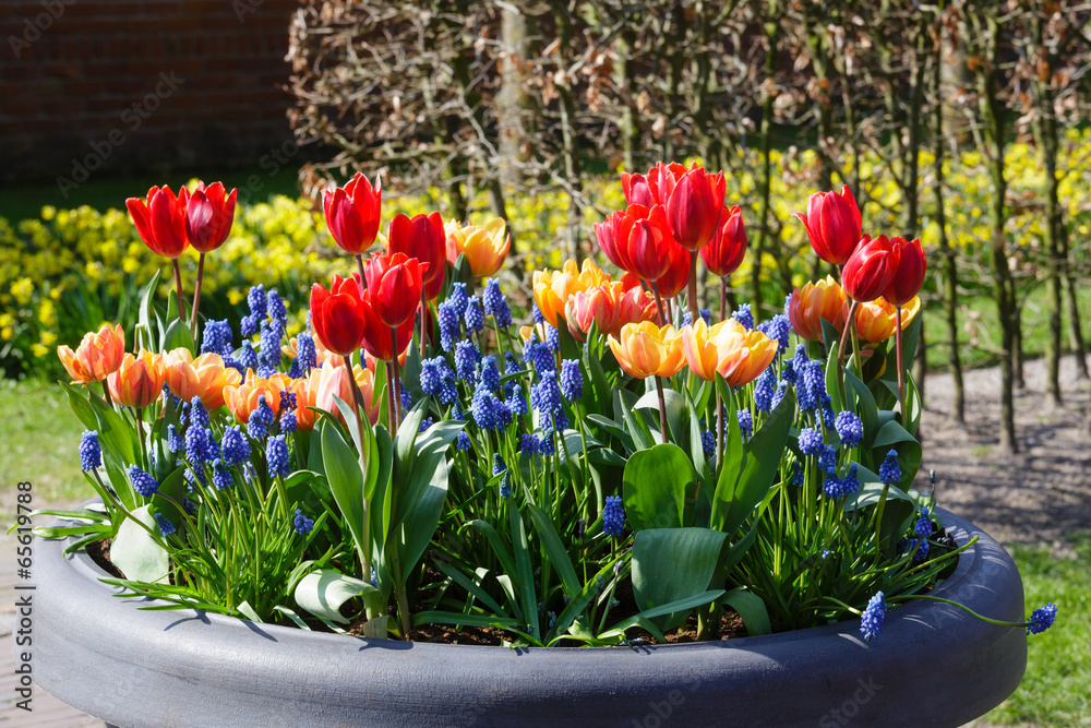 Multicolored flowers on spring flowerbed.