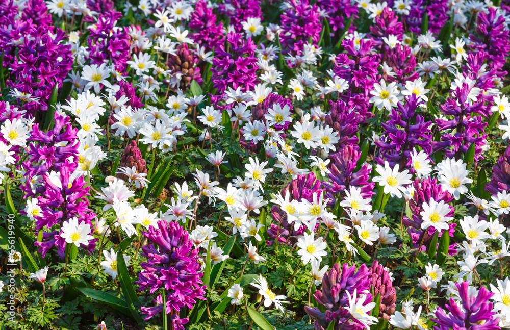 Naklejka premium Spring purple hyacinths and white flowers (closeup)