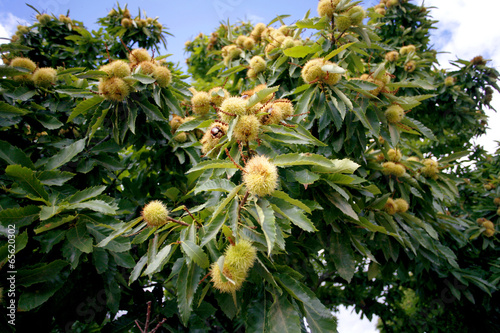 Spanish chestnuts